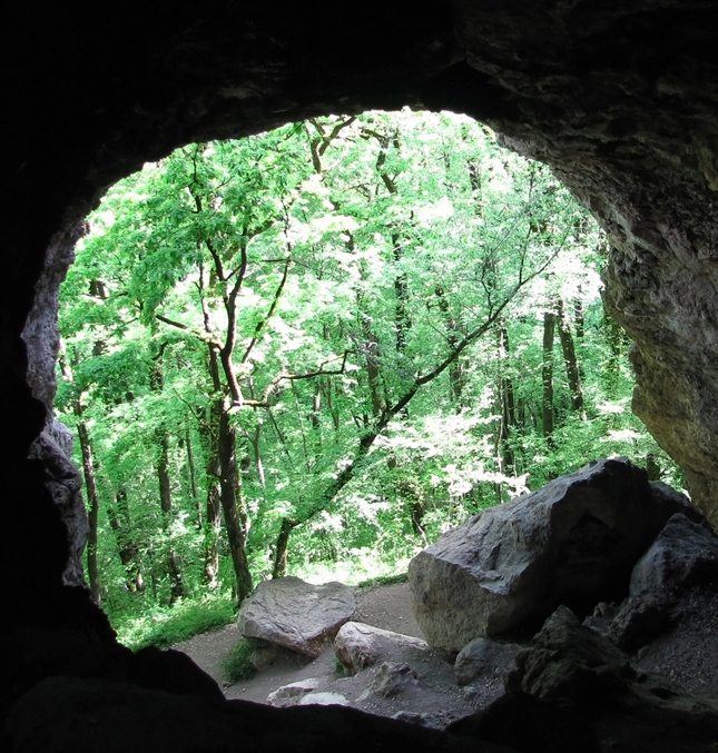 A perspective from inside a cave looking out into a woods. Dark in the cave, with sunlight out in the woods.